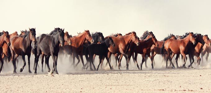 Wild Horses